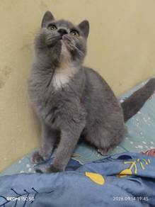 Blue Cream British Shorthair Female Kitten