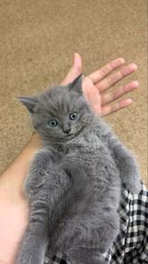 britsh shorthair
