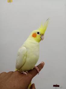 Cockateil 