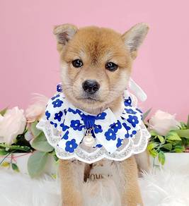 Shiba