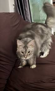 Maine coon