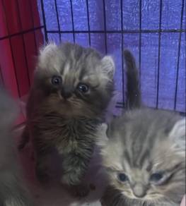 British long hair curl mix BSH