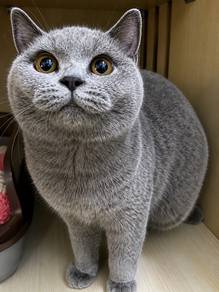 BSH Pure breed