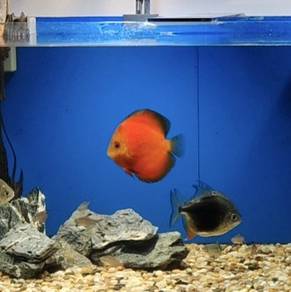 Discus