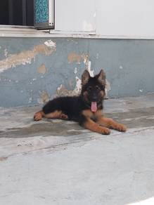 German Shepherd 