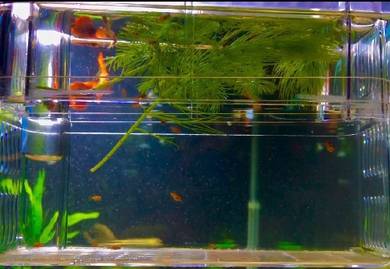 Fry Platy 10 ekor 