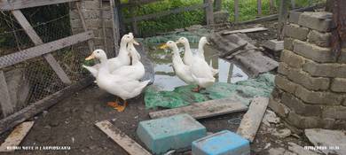 itik pekin 5ekor