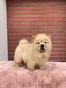 Chow Chow