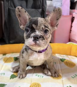 FRENCH BULLDOG PUPPIES 🌻S121 Charming Girl
