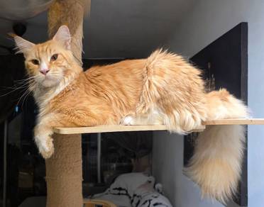 mainecoon male 