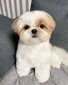 Sweet-tempered Shih Tzu / Shihpoo / Cute / Tricolo
