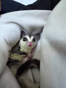 sugar glider for two