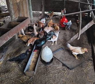 Ayam Kampung Asli