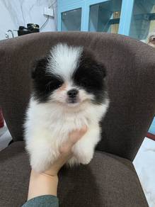 Tiny Pomeranian  puppy