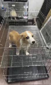 Pure Breed Corgi (M2) OFFER 纯种柯基宝宝 男生 特价