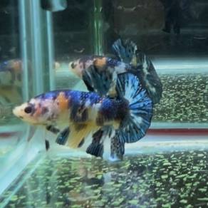 betta fish