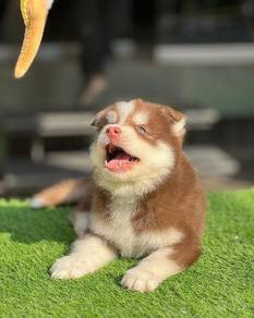 husky 7