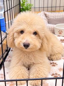 Mini poodle Male