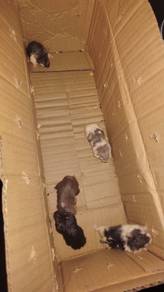 Hamster murah