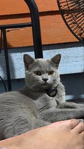 Pure BSH