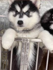 SIBERIAN HUSKY PUPPIES 🌻180 Male-Female