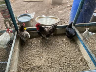 anak ayam Australop blue/black