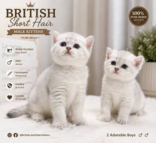 British short hair Silver Kitten