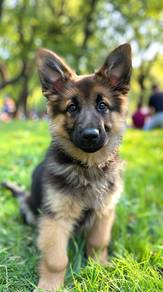 GYP7866 German Shepherd black tan haired