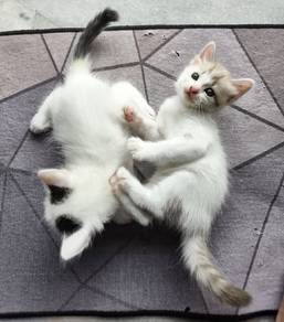 Kitten for sale