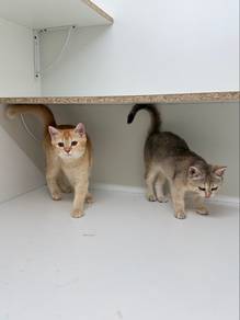 for adoption