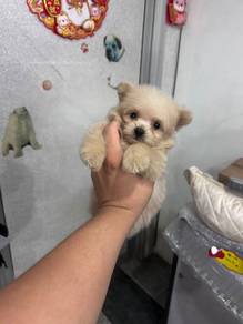 Puppy dog