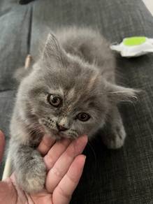 BSH Female