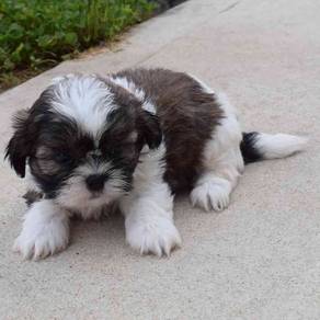 Shih tzu