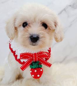 Maltipoo