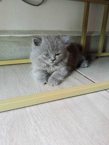 bsh 