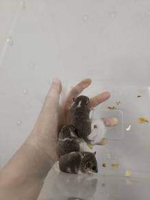 Dormouse 