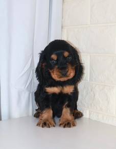 J0516 English Cocker Spaniel Soft Fur Puppy