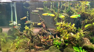 aquascape aquarium