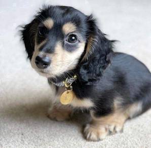 HHtt_700100 Mini Dachshund long haired BT