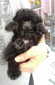 BVV5222 Toy Poodle black haired 2 months