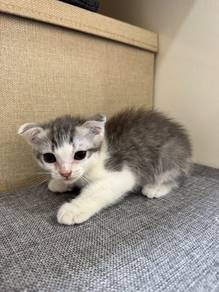 rehome with fee 