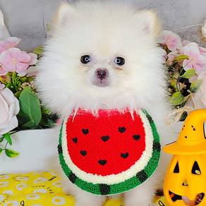 Pomeranian