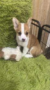 Welsh Corgi Male Puppy M-2 Red White