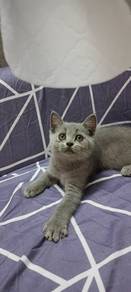 BSH Kitten