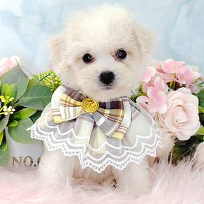 Bichon