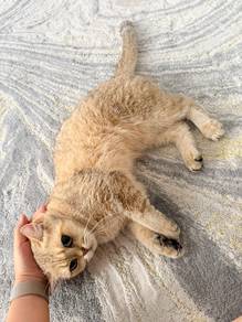 British Short Hair Golden