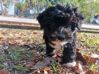 Terrier mix shi tzu