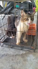 anak kucing bulu kembang.