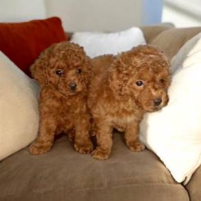 Poodle 