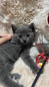 kitten 
